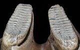 Wide Woolly Mammoth Lower Jaw With M Molars #57823-1